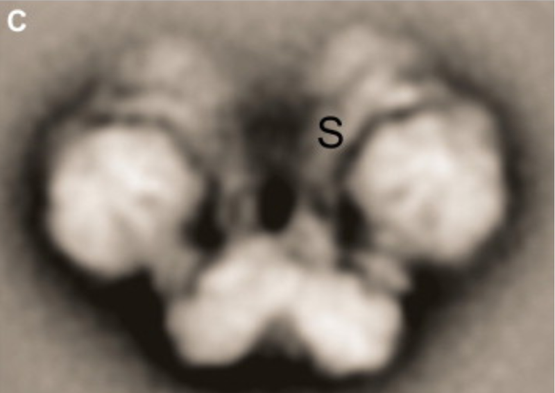 A closeup of the ATP synthase molecule, an enzyme required for making the ubiquitous energy molecule, ATP (Image: Dudkina et al, FEBS Letters (2010))